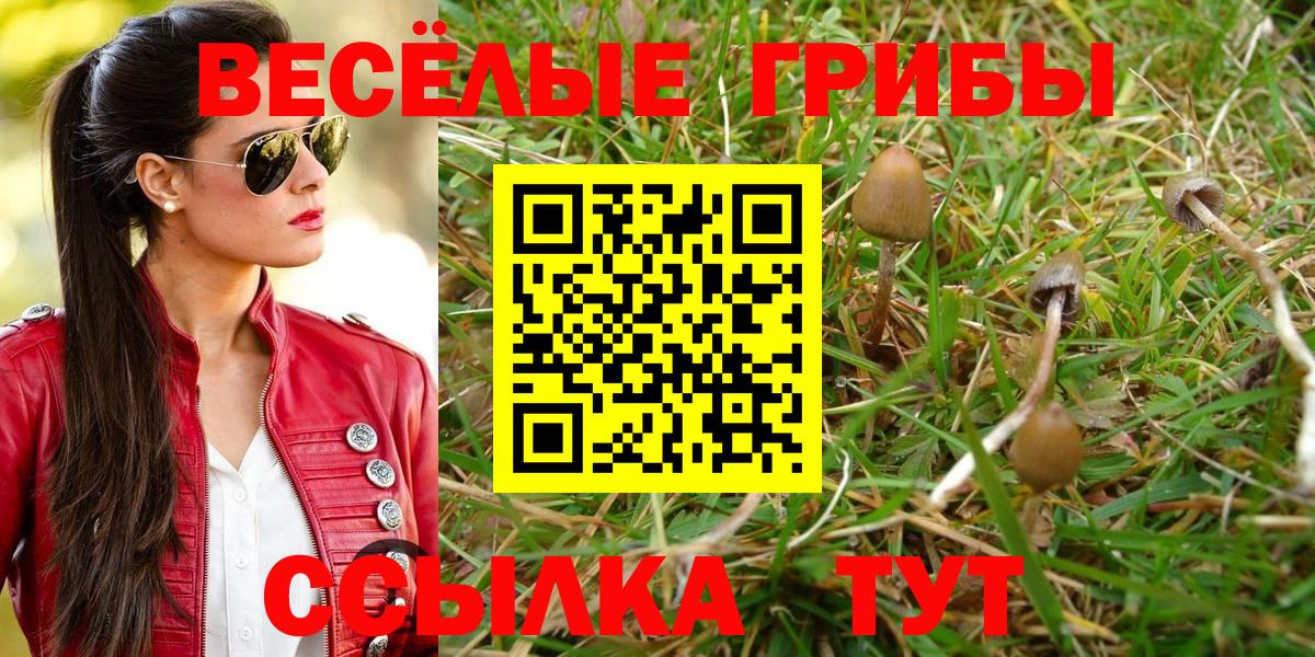 купить закладку  Псилоцибиновые грибы Psilocybe  Вход с VPN  Амурск 